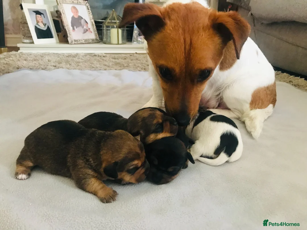 Jack Russell dogs for sale: Male Jack Russel Puppy  - Advert 4