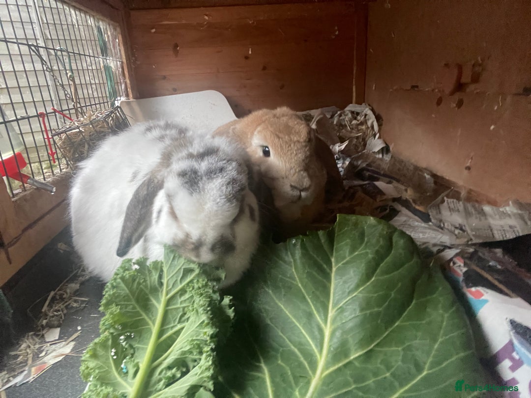 Mini Lop rabbits for sale: 2 x bonded mini male lops - Image 2