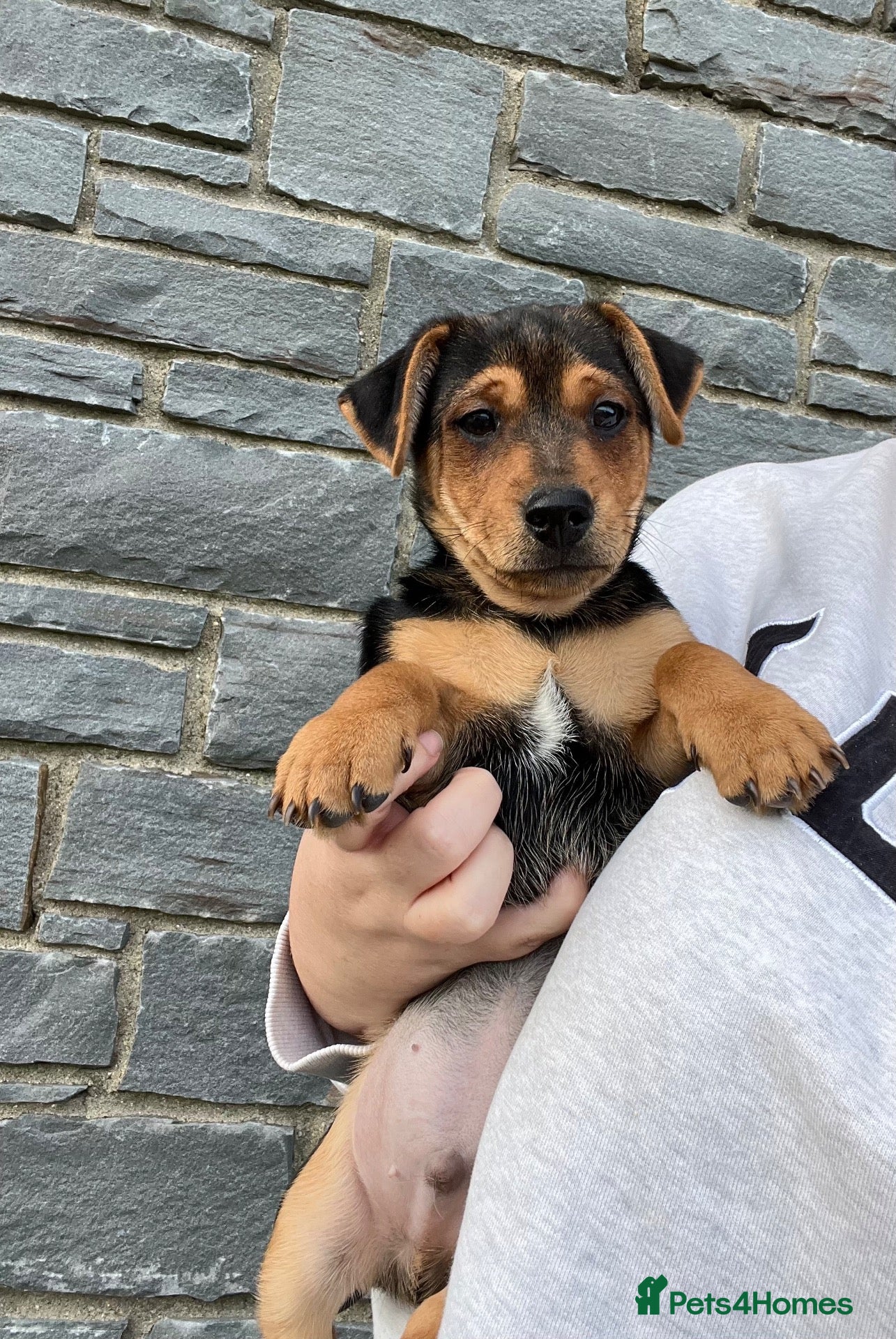 Jack Russell dogs Small type black & tan smooth coated Jack Russell - Advert 2