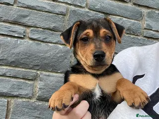 Jack Russell dogs Small type black & tan smooth coated Jack Russell - Advert 2
