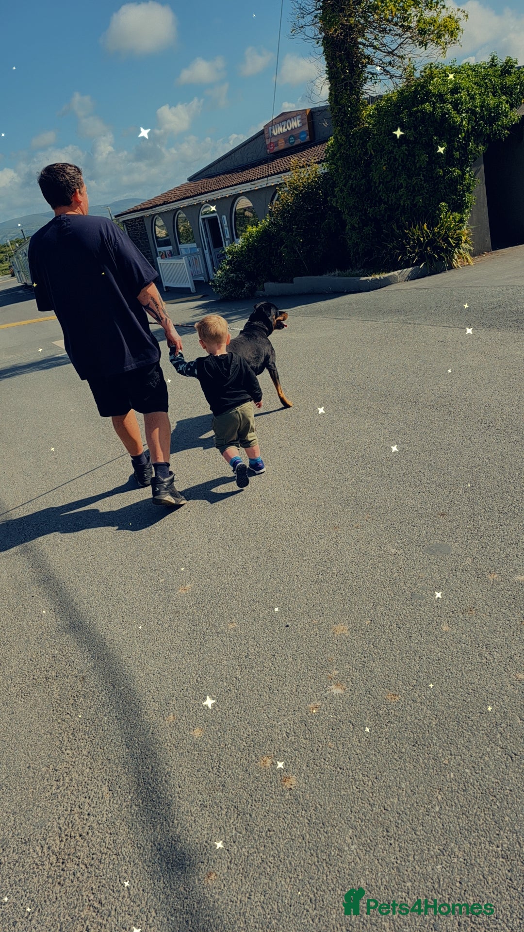 Rottweiler dogs for sale: Beautiful rottweiler pups - Advert 5