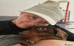 Miniature Dachshund dogs for sale: Blue needs new home  - Image 4