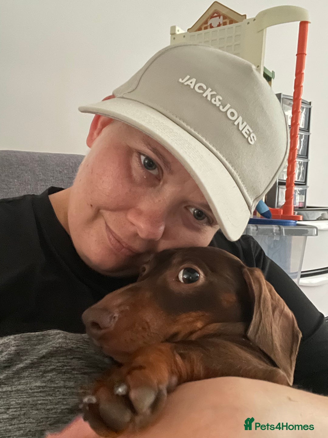 Miniature Dachshund dogs for sale: Blue needs new home  - Image 4