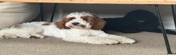Cavapoo dogs for sale: 5 adorable Cavapoo pups in Halifax - Advert 4