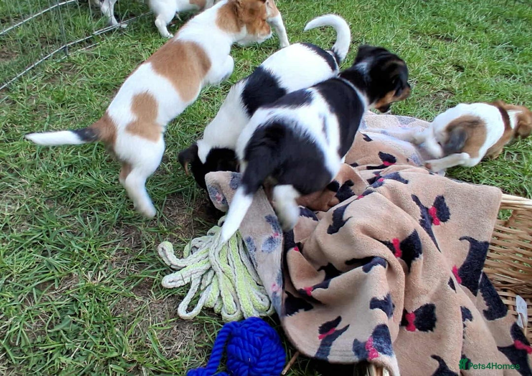 Jack Russell dogs for sale: Pure Jack Russell puppies - Image 16