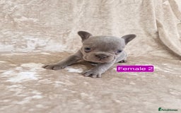 French Bulldog dogs for sale: French Bulldog Puppies  - Image 13