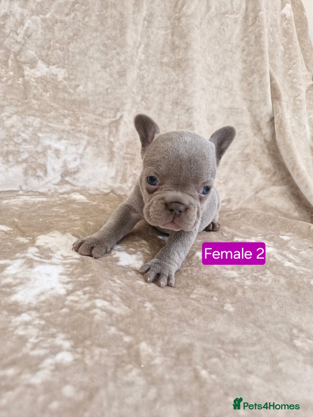 French Bulldog dogs for sale: French Bulldog Puppies  - Image 13
