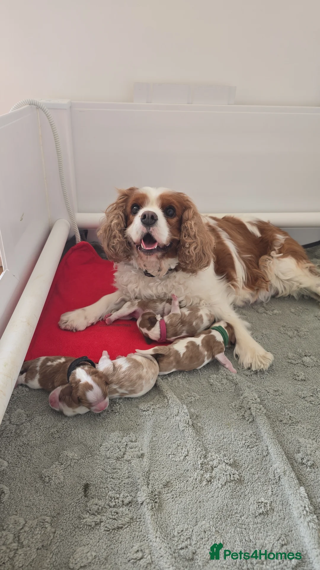 Cavalier King Charles Spaniel dogs for sale: KC Registered Cavalier King Charles Puppies - Advert 2