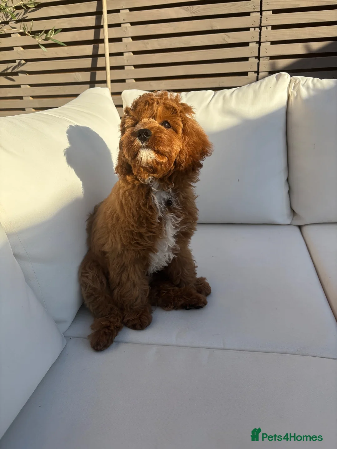 Cavapoo dogs for sale: F1 Cavapoo Puppy for a loving home  - Advert 1