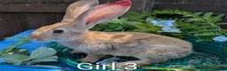 Continental Giant rabbits for sale: Continental Giant babies - Advert 11