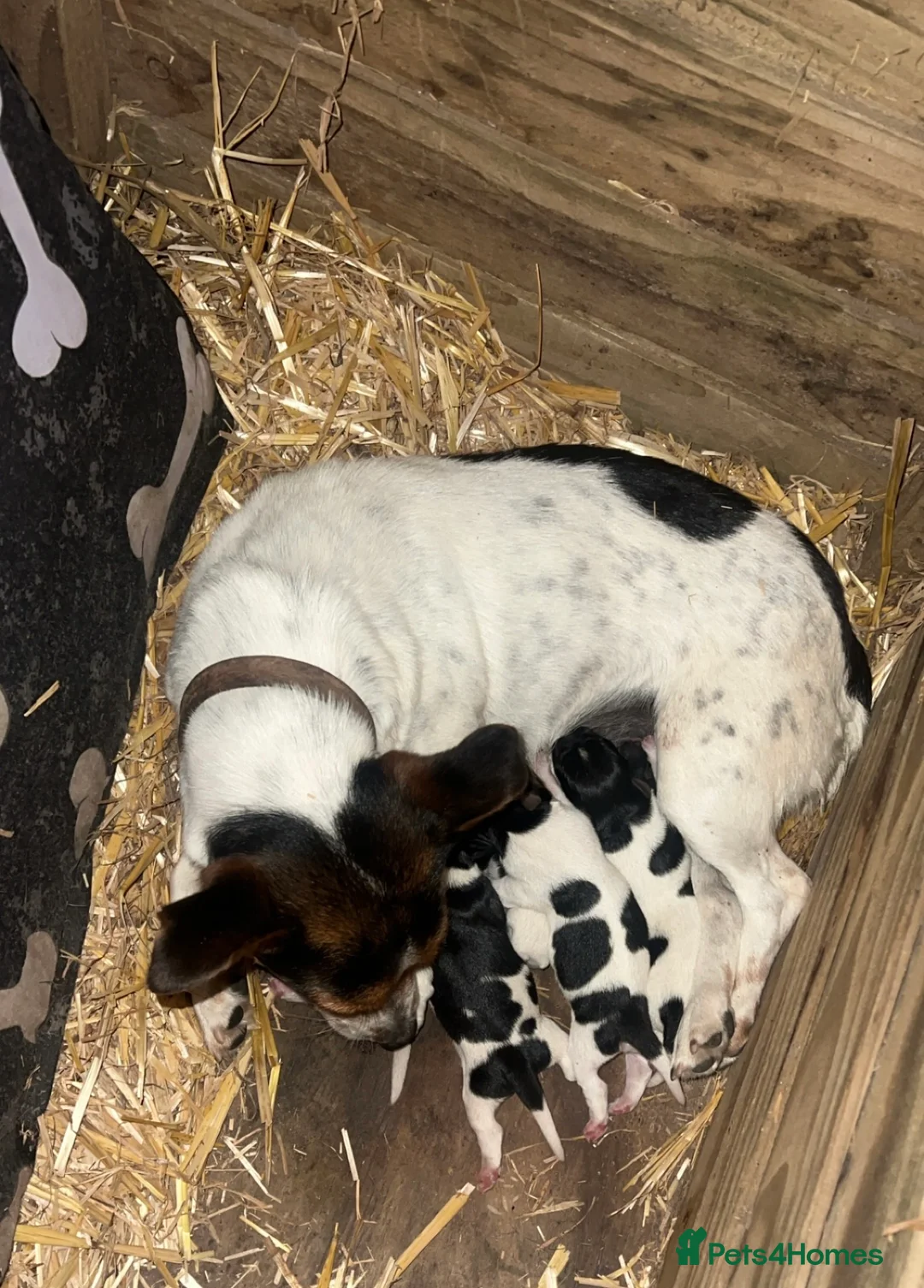 Jack Russell dogs for sale: DOCKED/ SMOOTH COAT/ SHORT LEG JACK RUSSELS - Advert 5