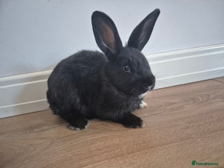 Mixed Breed rabbits Mini lop cross - Advert 1
