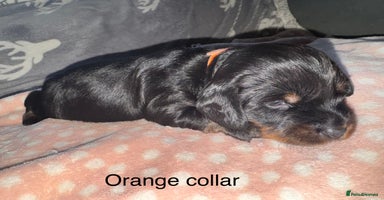 Mixed Breed dogs - Advert 9