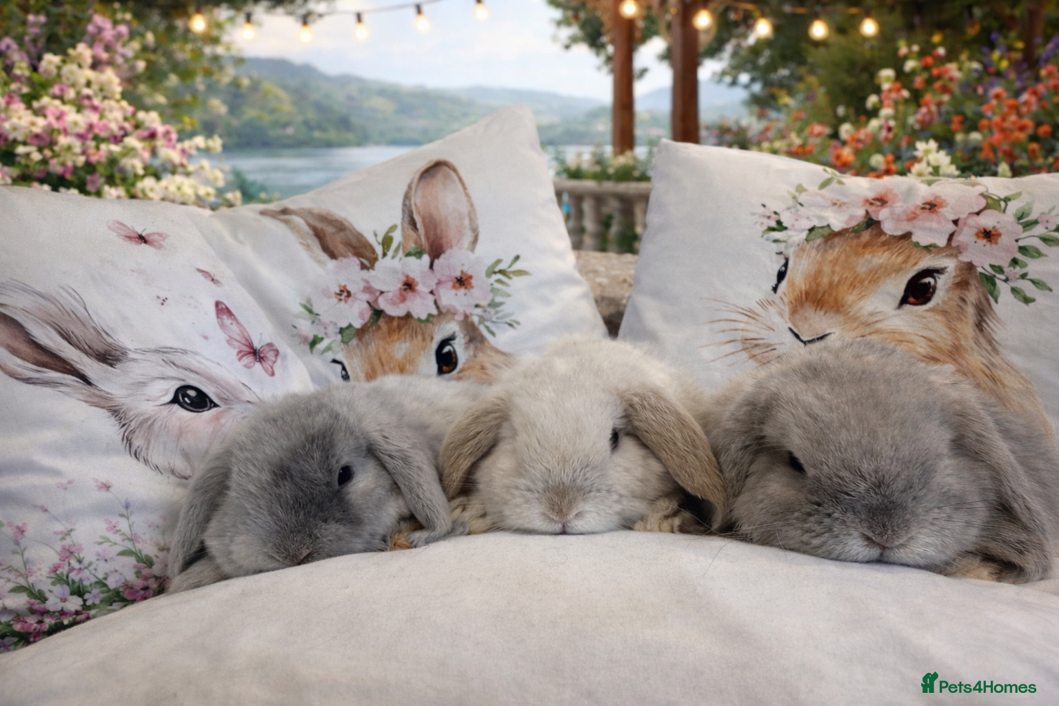 Mini Lop rabbits Pedigree Mini Lops ready !! Great temperament - Advert 1