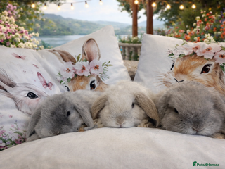 Mini Lop rabbits Pedigree Mini Lops ready !! Great temperament - Advert 1