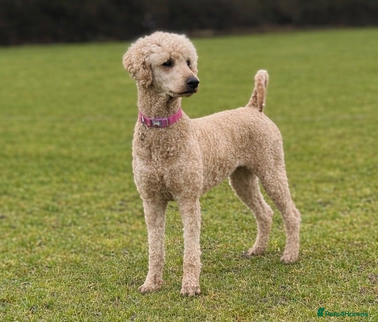 Standard Poodle dogs Apricot Standard Poodle Puppies  - Advert 1