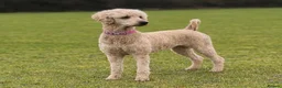 Standard Poodle dogs for sale: Apricot Standard Poodle Puppies  in Badminton - Advert 1