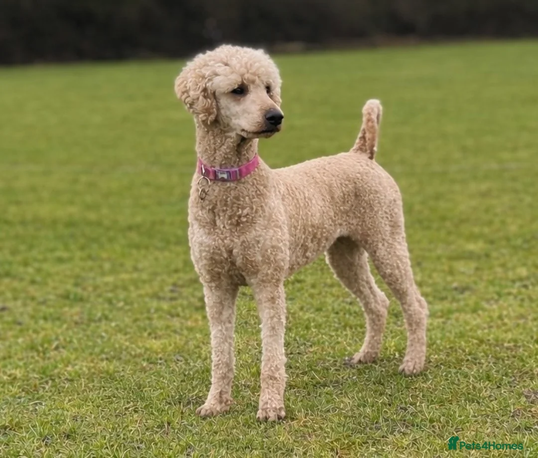 Standard Poodle dogs for sale: Apricot Standard Poodle Puppies  in Badminton - Advert 1