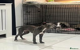 Whippet dogs for sale: Blue boy kc reg fully vaccinated and microchip  - Image 5