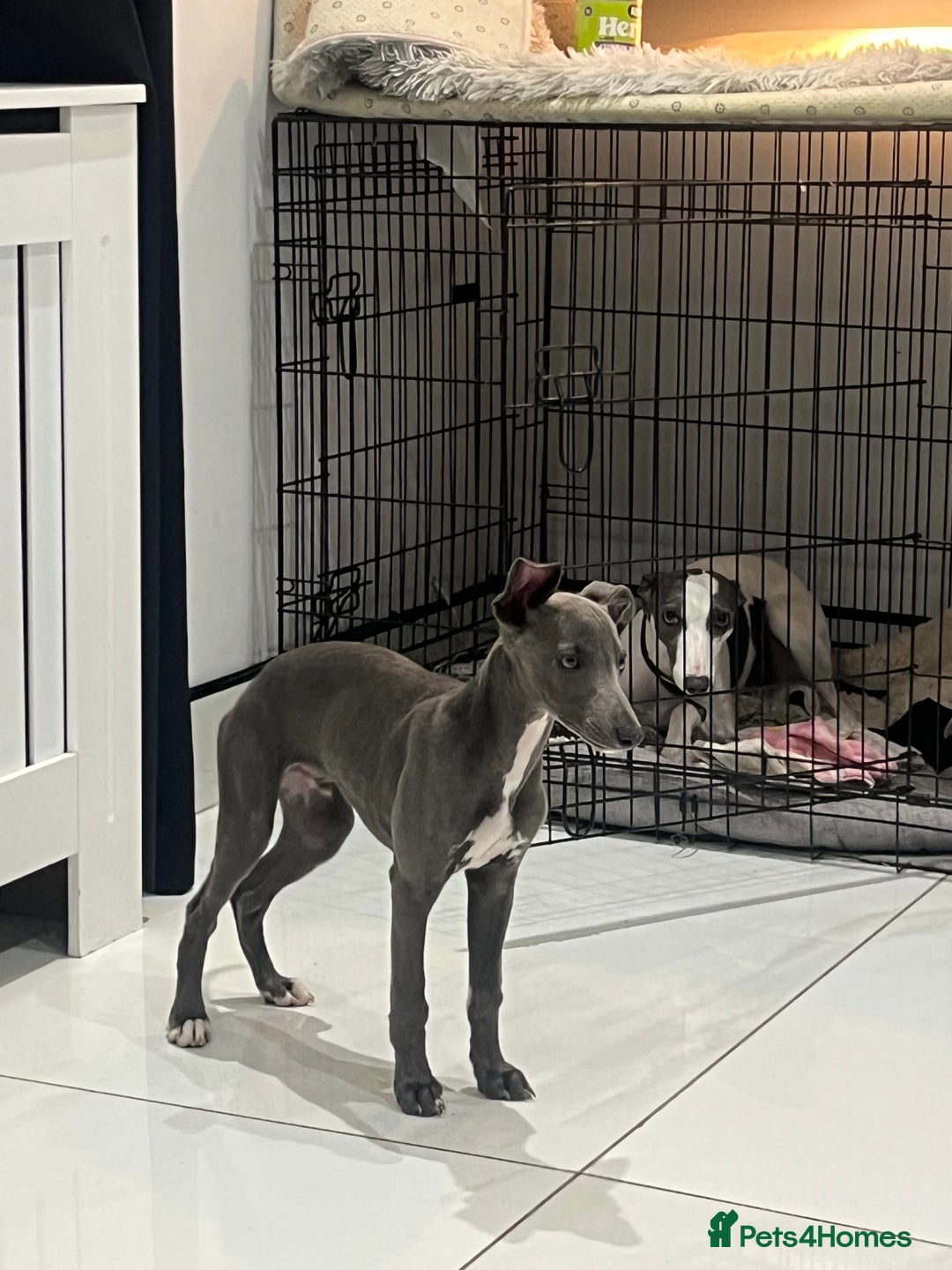 Whippet dogs for sale: Blue boy kc reg fully vaccinated and microchip  - Image 5