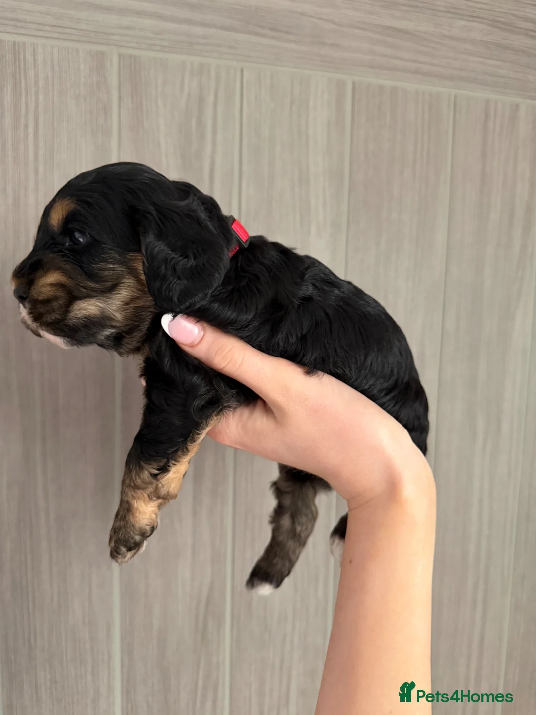 Cockapoo dogs for sale: F2 Cockapoo puppies - Advert 2