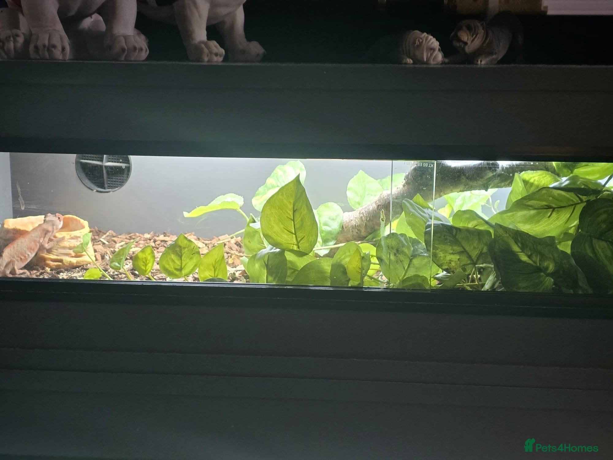 Chameleon reptiles Darren - Advert 2