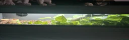 Chameleon reptiles for sale: Darren in Chipping Campden - Advert 2