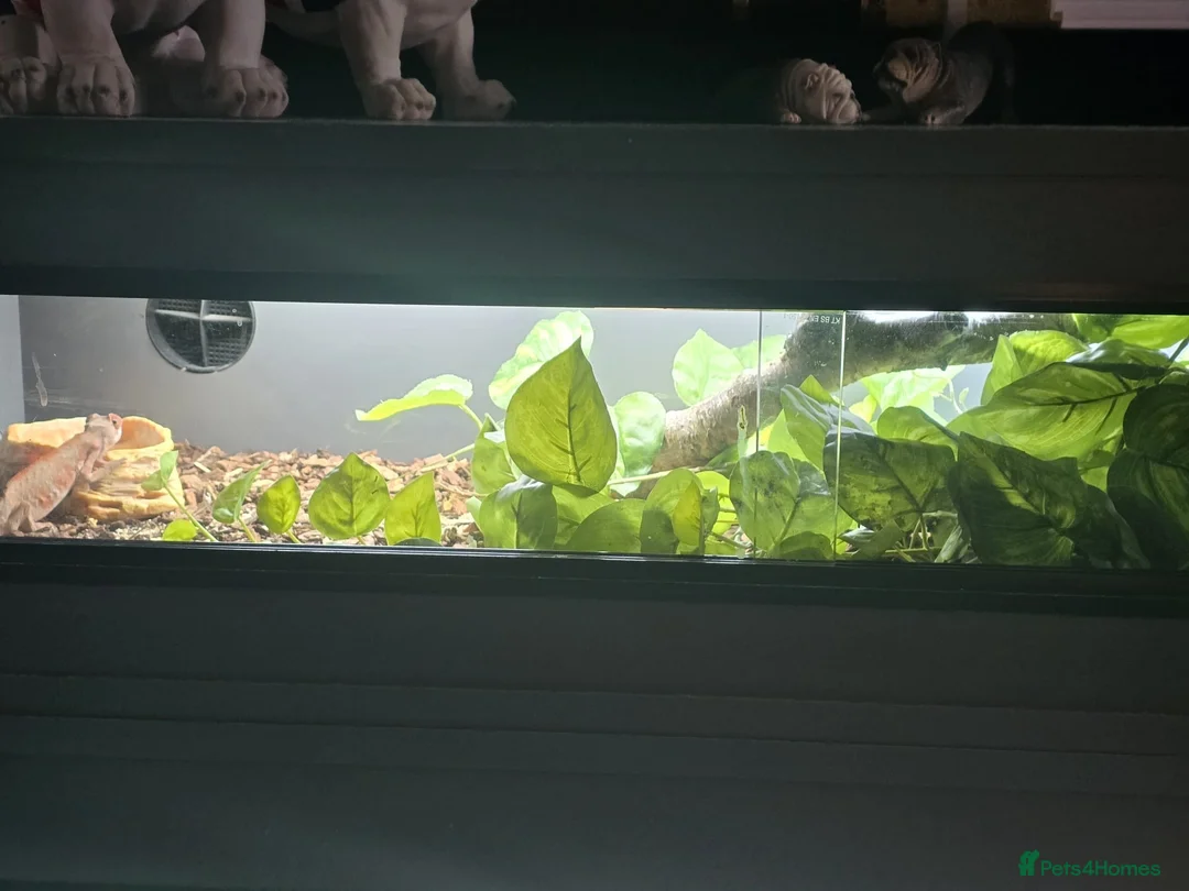 Chameleon reptiles for sale: Darren in Chipping Campden - Advert 2