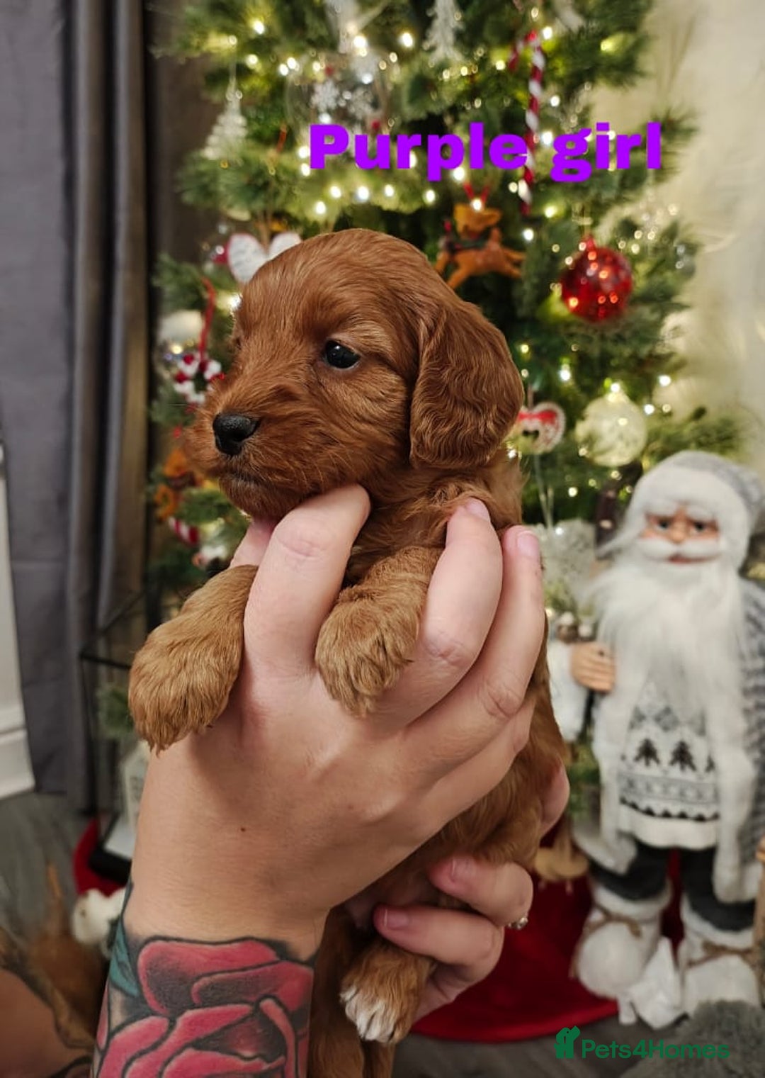 Cockapoo dogs for sale: Beautiful cockapoos puppies  - Advert 4