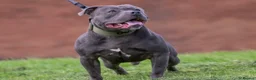 Staffordshire Bull Terrier dogs for sale: Blue Staffordshire Bull Terrier Champion Pups  - Advert 14