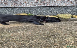 Flat coated Retriever dogs for sale: Flat coat retriever  - Image 12