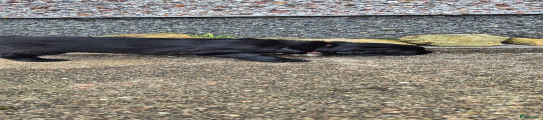 Flat coated Retriever Puppy 2