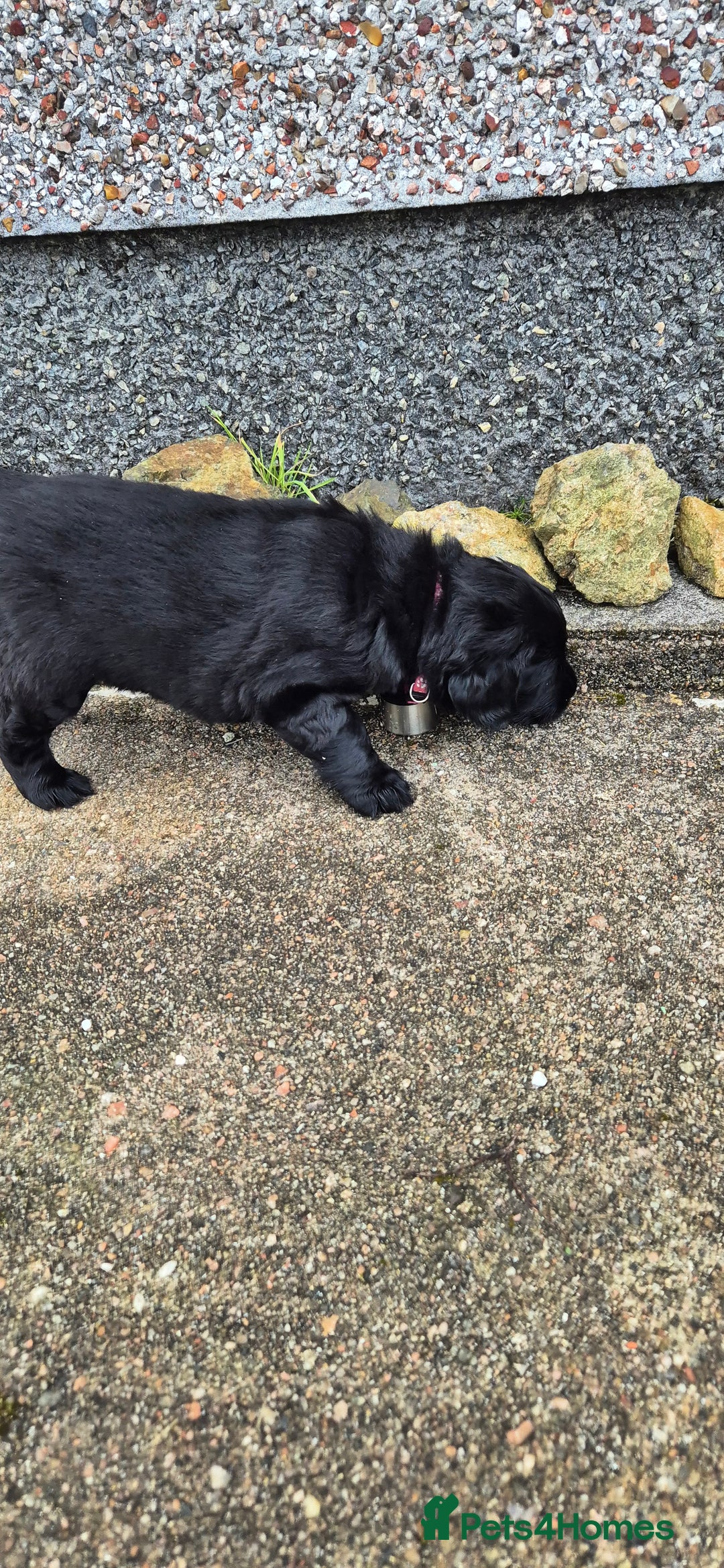 Flat coated Retriever dogs for sale: Flat coat retriever  - Image 12