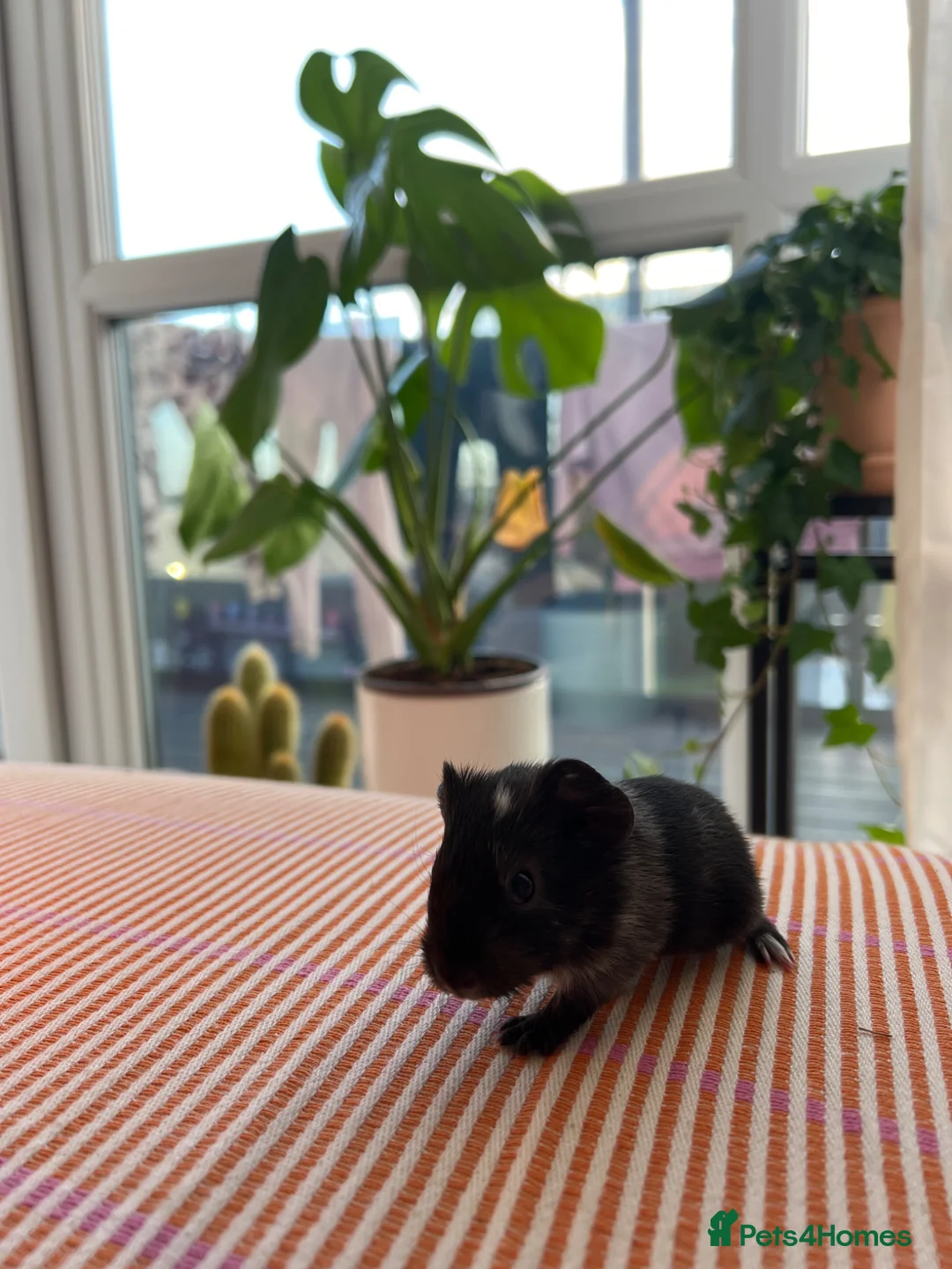 Guinea Pig rodents for sale: Two male guinea pigs  - Advert 2