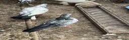 Pigeons birds for sale: Pakistani high flyers  - Advert 9