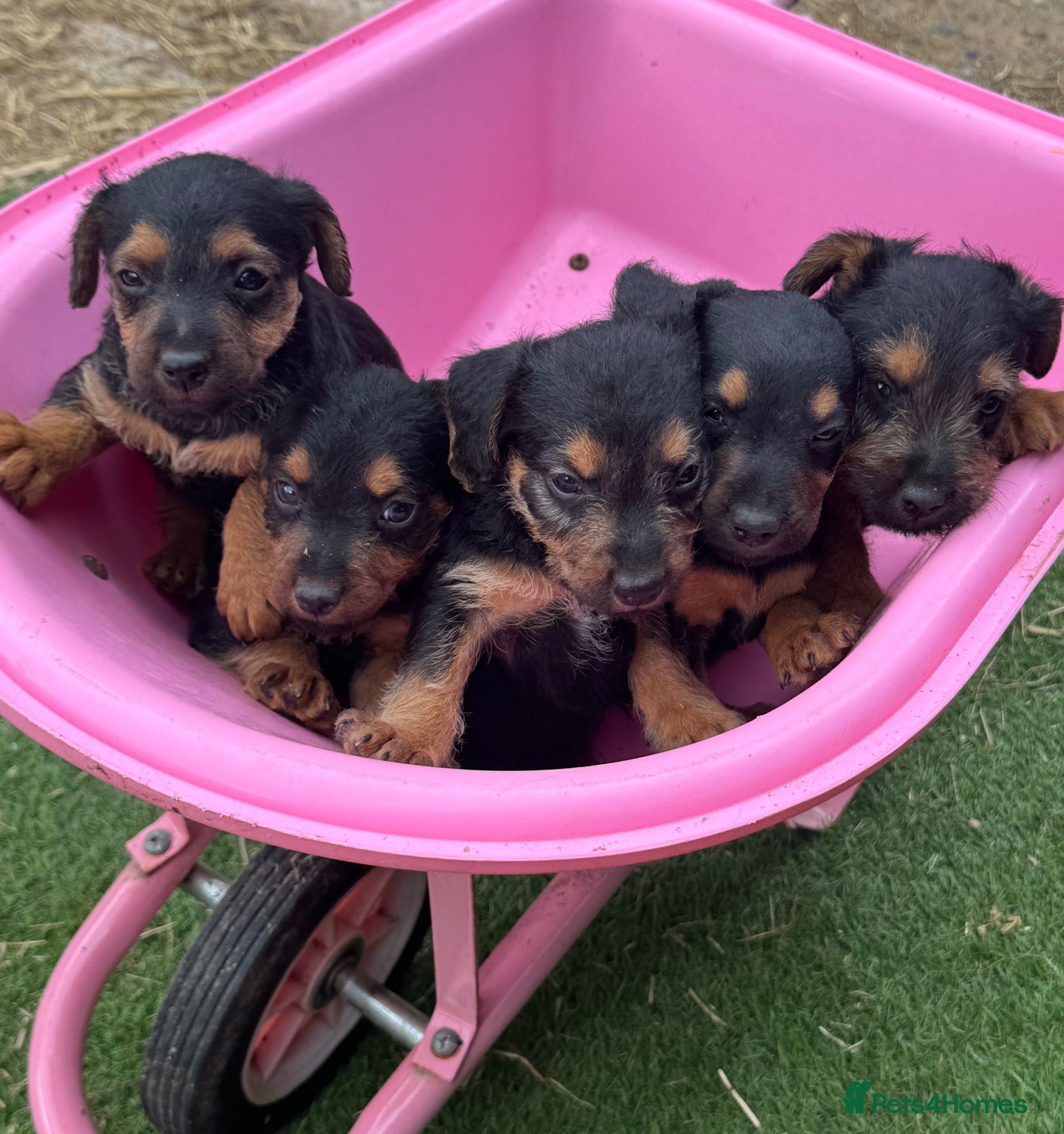 Lakeland Terrier dogs Lakeland terrier puppies - Advert 1