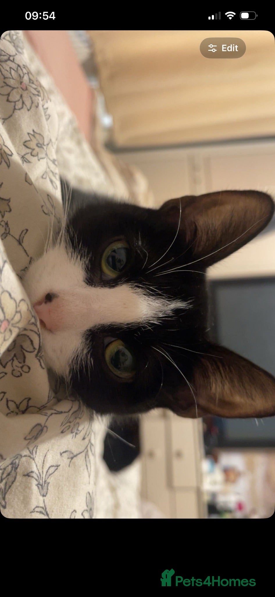 Domestic Shorthair cats 2 Female Cats Looking for Their Forever Home - Advert 3