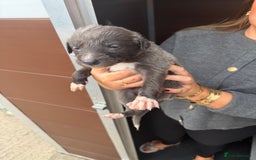 Saluki dogs for sale: Saluki pups - Image 4