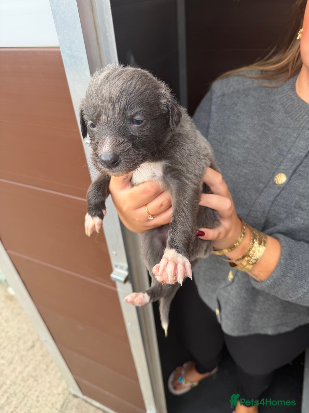 Saluki dogs for sale: Saluki pups - Image 4