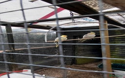 Cockatiels birds for sale: Young cockatiels for sale  - Image 4