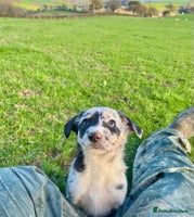 Border Collie dogs Red merle girl - Advert 6