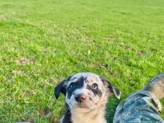 Border Collie dogs 🌟READY NOW🌟 - Advert 8