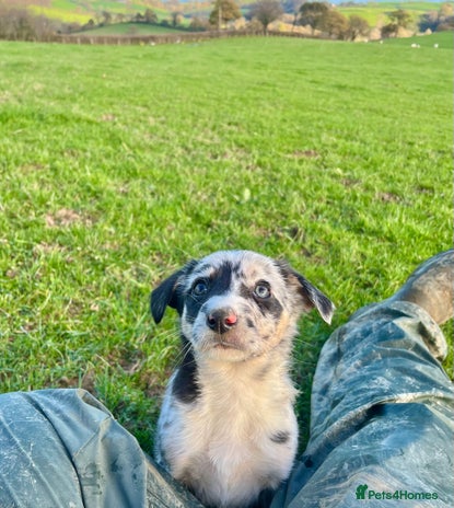 Border Collie dogs 🌟READY NOW🌟 - Advert 7