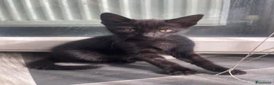 Kitten 3