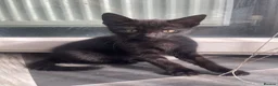 Mixed Breed cats for sale: 3 Female Kittens in Portsmouth - Advert 5