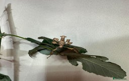 Stick Insects invertebrates for sale: Stick insects. Macleays spectre and red winged - Image 5