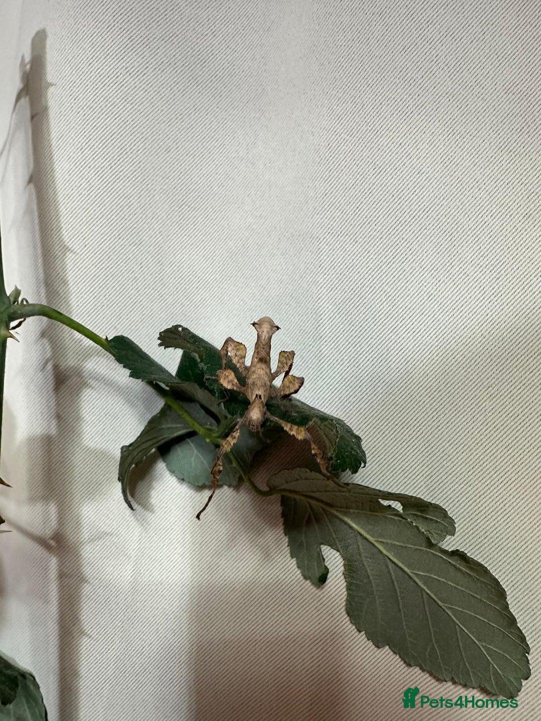 Stick Insects invertebrates for sale: Stick insects. Macleays spectre and red winged - Image 5