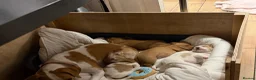 Bocker dogs for sale: Bocker puppies for sale - Advert 1