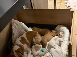 Bocker dogs Bocker puppies for sale - Advert 5