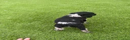 Brittany Spaniel dogs for sale: Working Brittany’s  - Advert 13